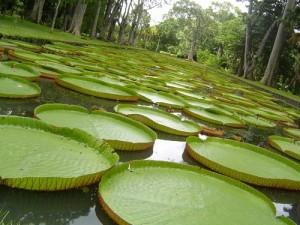 jardin-pamplemousses